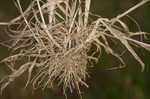 Carolina canarygrass